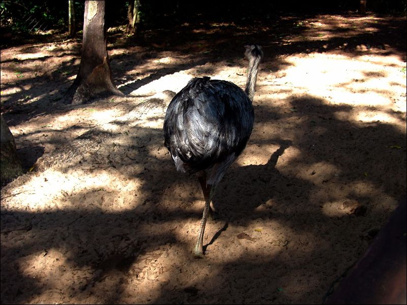 gal/holiday/Brazil 2005 - Foz do Iguacu Birds Sanctuary/Bird_Sanctuary_Iguacu_DSC07143.jpg